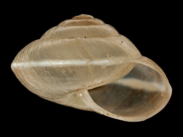Hygromia cinctella, Foto SMNS/ Mike Severns