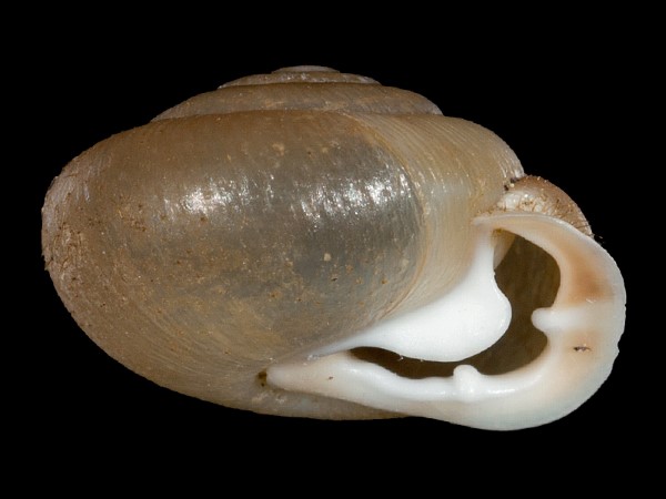 Isognomostoma isognomostomos, Foto SMNS/ Mike Severns