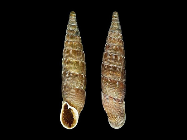 Laciniaria plicata, Foto Otto Eckert