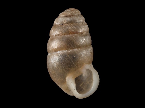 Lauria cylindracea, Foto SMNS/ Mike Severns