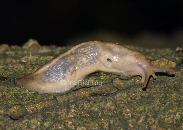 Lehmannia marginata, Foto_Ira_Richling