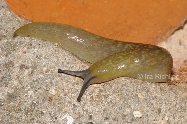 Limacus flavus, Foto_Ira_Richling