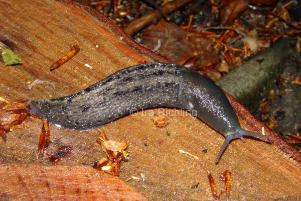 Limax cinereoniger, Foto_Ira_Richling