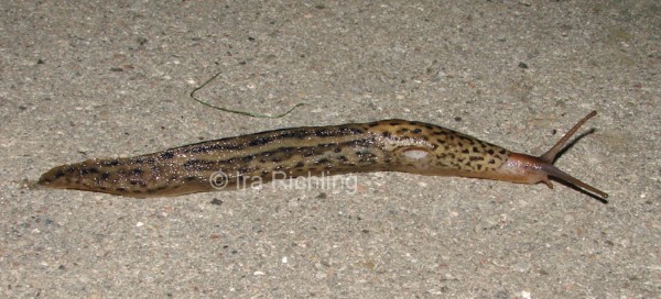 Limax maximus, Foto_Ira_Richling