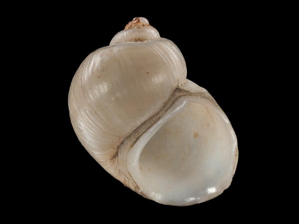 Lithoglyphus naticoides, Foto SMNS/ Mike Severns