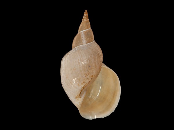 Lymnaea stagnalis, Foto SMNS/ Mike Severns