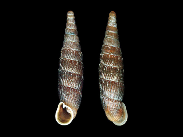 Macrogastra plicatula, Foto Otto Eckert