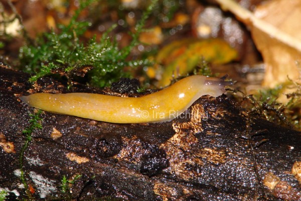Malacolimax tenellus, Foto_Ira_Richling