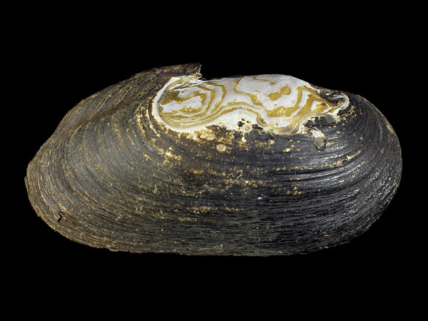 Margaritifera margaritifera, Foto SMNS/ Ira Richling