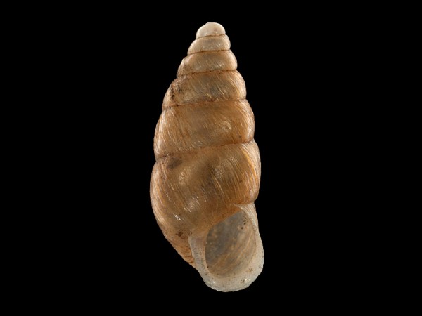 Merdigera obscura, Foto SMNS/ Mike Severns