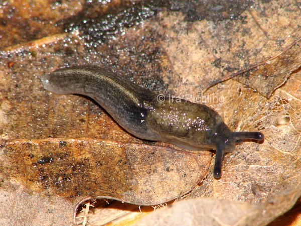 Milax gagates, Foto_Ira_Richling