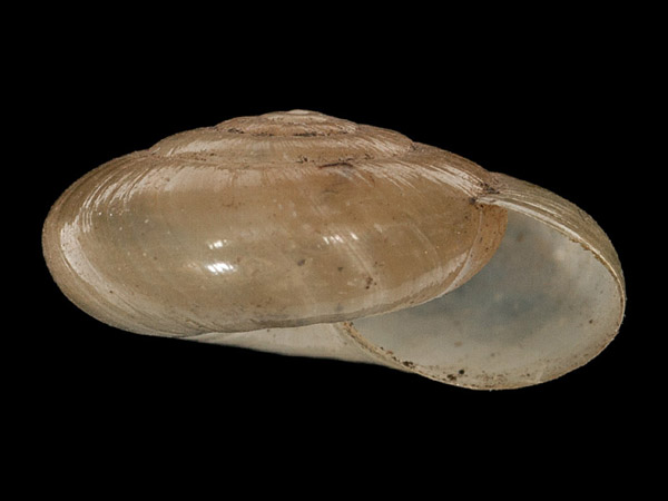 Morlina glabra, Foto SMNS/ Mike Severns