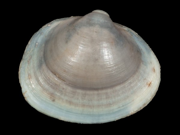 Musculium lacustre, Foto SMNS/ Mike Severns