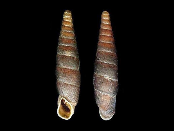 Neostyriaca corynodes, Foto Otto Eckert