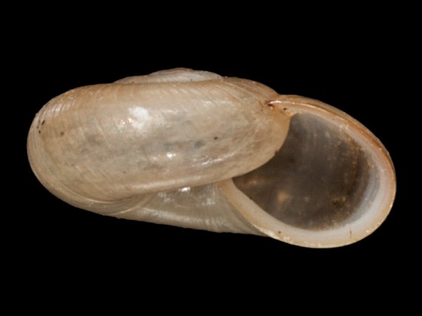 Nesovitrea hammonis, Foto SMNS/ Mike Severns