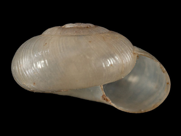 Nesovitrea petronella, Foto SMNS/ Mike Severns