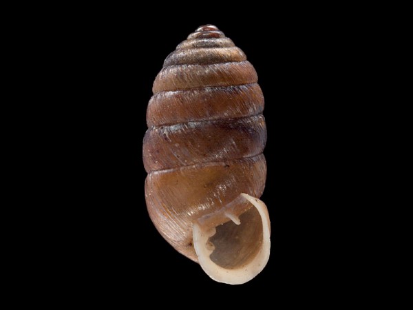 Orcula dolium, Foto SMNS/ Mike Severns