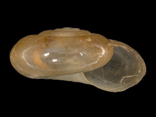 Oxychilus alliarius, Foto SMNS/ Mike Severns