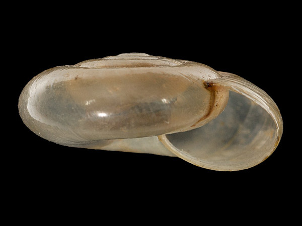 Oxychilus cellarius, Foto SMNS/ Mike Severns