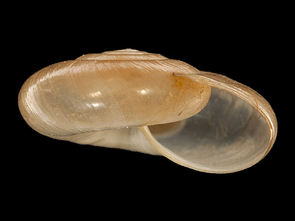 Oxychilus draparnaudi, Foto SMNS/ Mike Severns