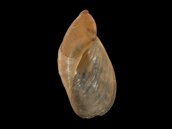 Oxyloma elegans, Foto SMNS/ Mike Severns