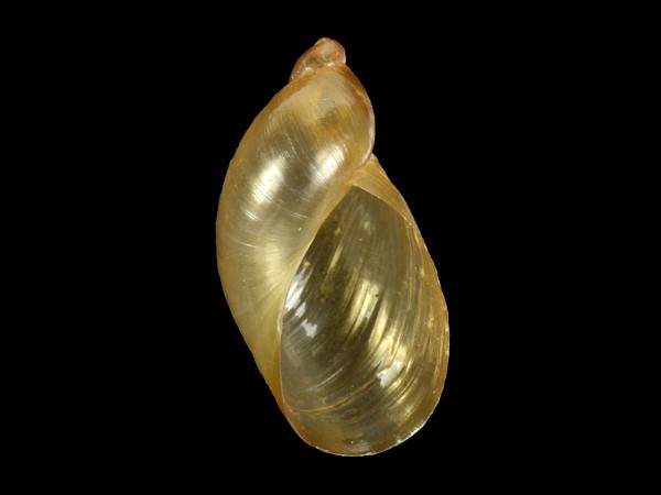 Oxyloma sarsii, Foto SMNS/ Ira Richling