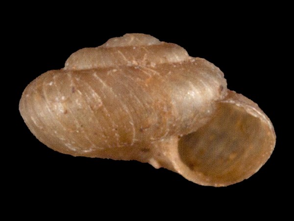 Paralaoma servilis, Foto SMNS/ Mike Severns