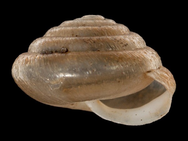 Petasina edentula, Foto SMNS/ Mike Severns