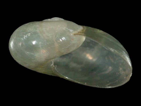 Phenacolimax major, Foto SMNS/ Mike Severns