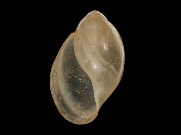 Physa fontinalis, Foto SMNS/ Mike Severns