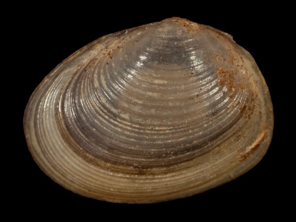 Pisidium amnicum, Foto SMNS/ Mike Severns