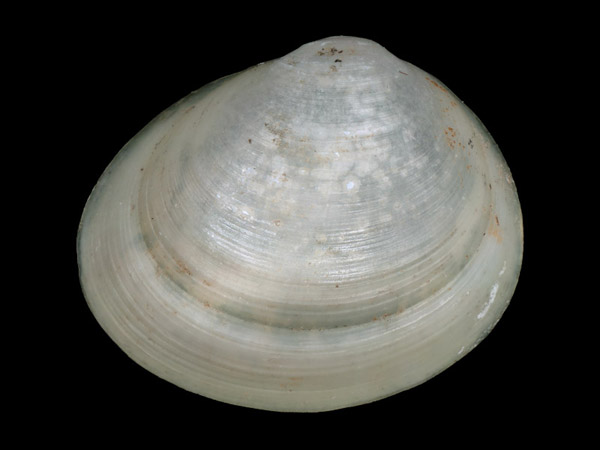 Pisidium casertanum ponderosum, Foto SMNS/ Juliana Bahia