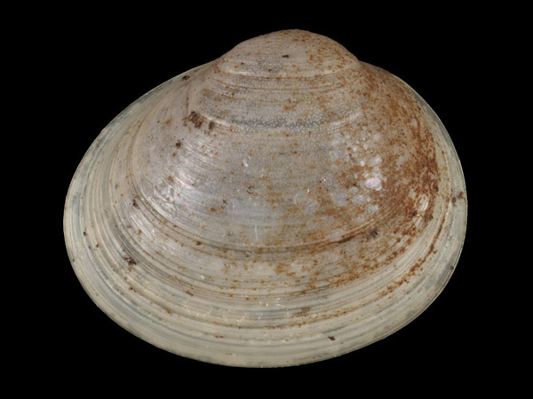 Pisidium casertanum, Foto SMNS/ Juliana Bahia