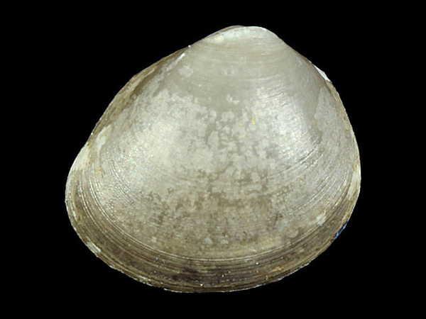 Pisidium compressum, Foto SMNS/ Ira Richling