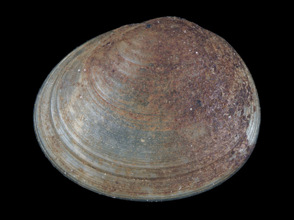 Pisidium globulare, Foto SMNS/ Juliana Bahia