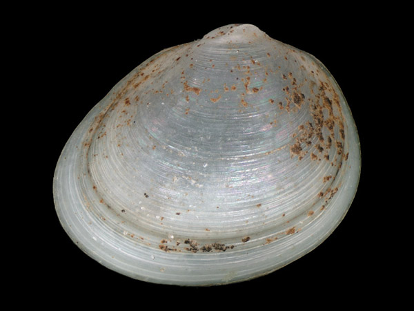 Pisidium henslowanum, Foto SMNS/ Juliana Bahia