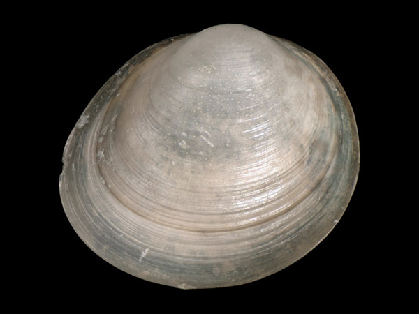 Pisidium lilljeborgii, Foto SMNS/ Juliana Bahia