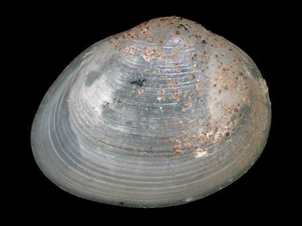 Pisidium milium, Foto SMNS/ Juliana Bahia