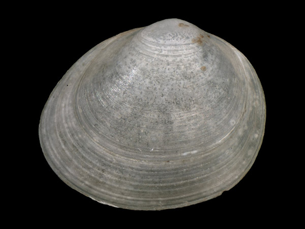 Pisidium nitidum, Foto SMNS/ Juliana Bahia