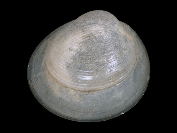 Pisidium obtusale, Foto SMNS/ Juliana Bahia