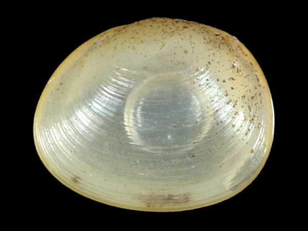 Pisidium pseudosphaerium, Foto SMNS/ Ira Richling