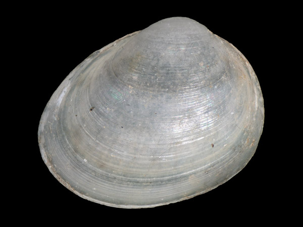 Pisidium subtruncatum, Foto SMNS/ Juliana Bahia