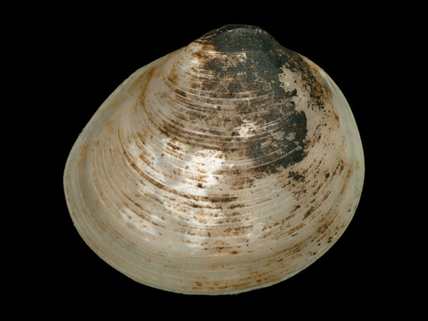 Pisidium supinum, Foto SMNS/ Juliana Bahia