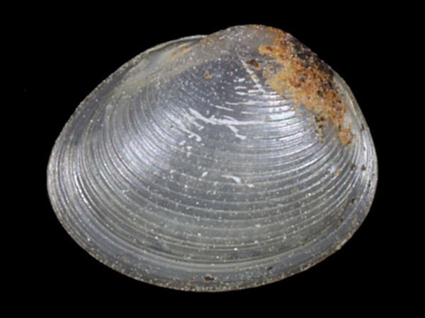 Pisidium tenuilineatum, Foto SMNS/ Ira Richling