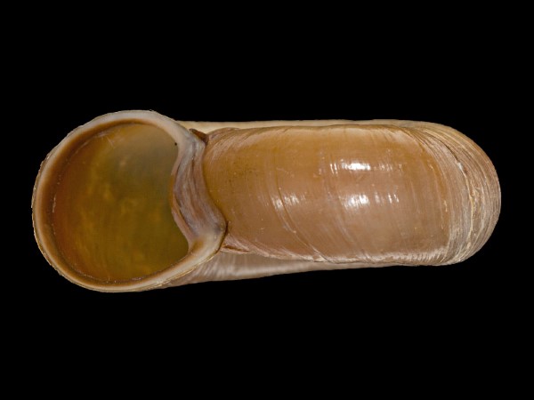 Planorbarius corneus, Foto SMNS/ Mike Severns