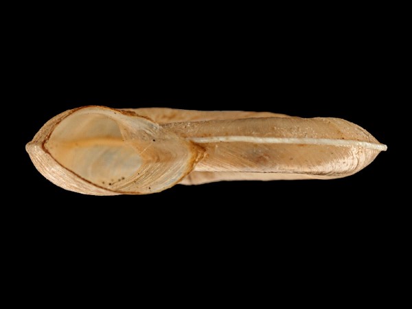 Planorbis carinatus, Foto SMNS/ Mike Severns