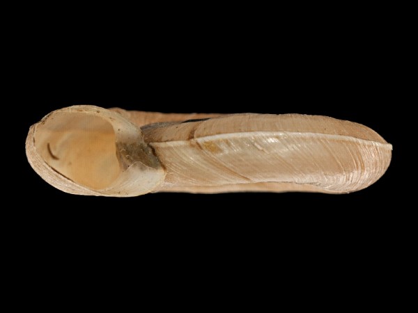 Planorbis planorbis, Foto SMNS/ Mike Severns