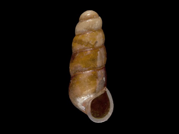 Platyla polita, Foto SMNS/ Mike Severns