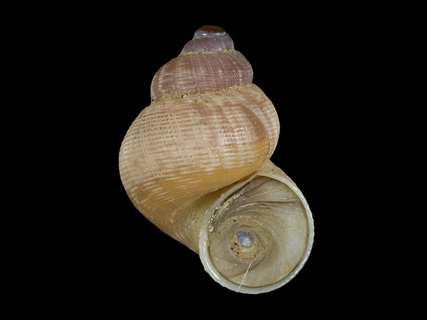 Pomatias elegans, Foto SMNS/ Ira Richling