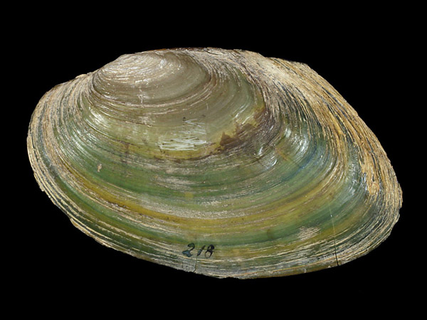 Pseudanodonta complanata, Foto SMNS/ Ira Richling